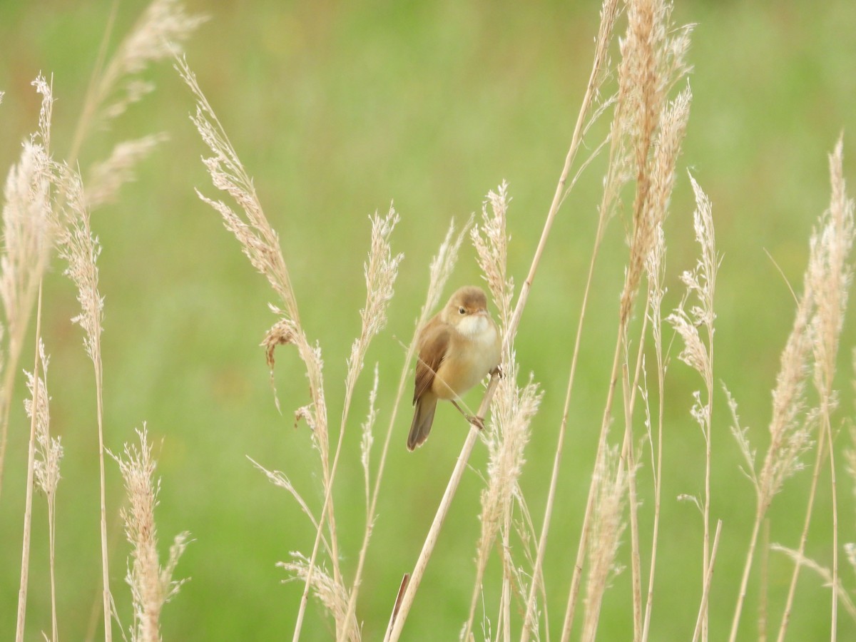 Common Reed Warbler - ML233034751
