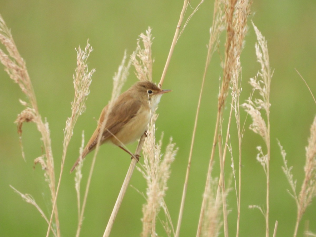 Common Reed Warbler - ML233034771