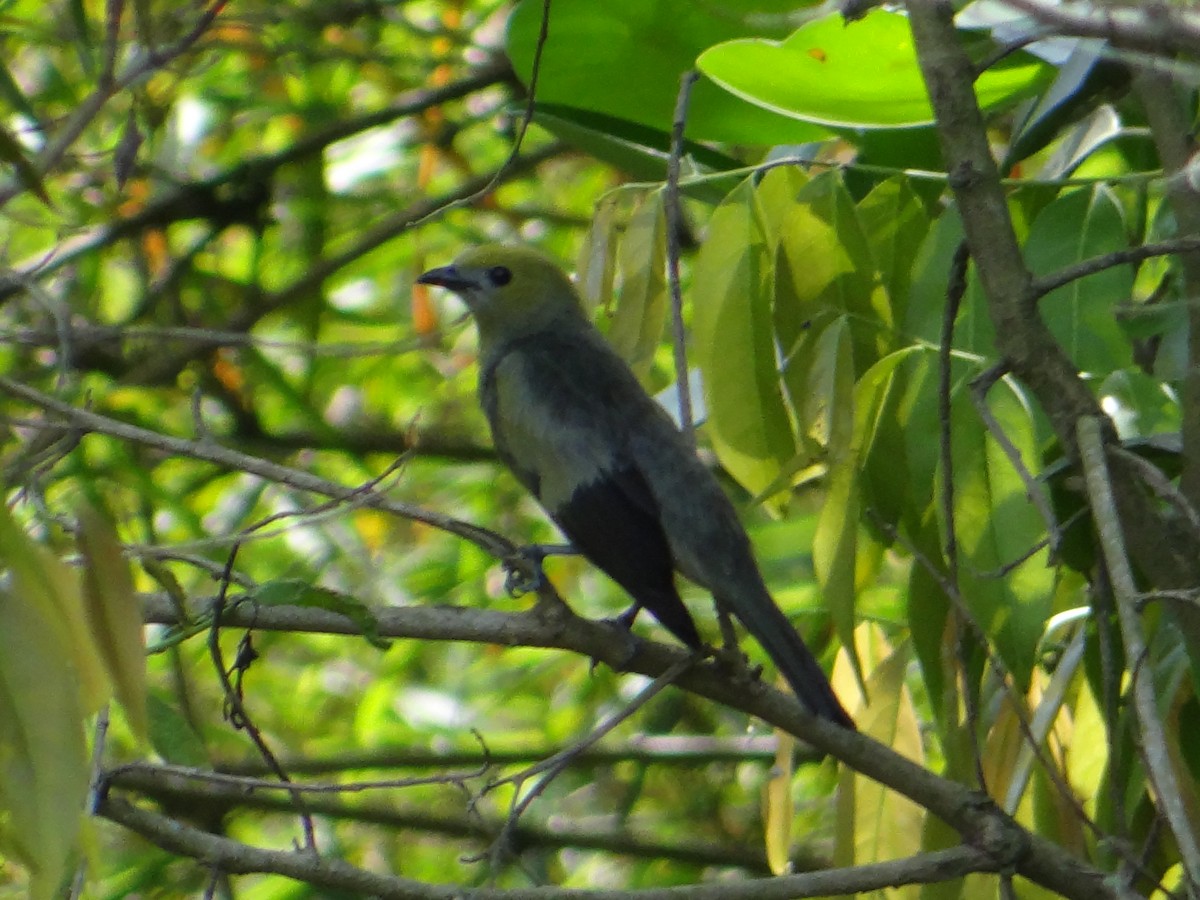 Palm Tanager - ML233034951