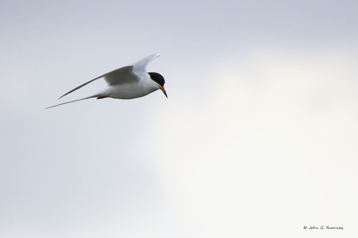 Forster's Tern - ML233035411