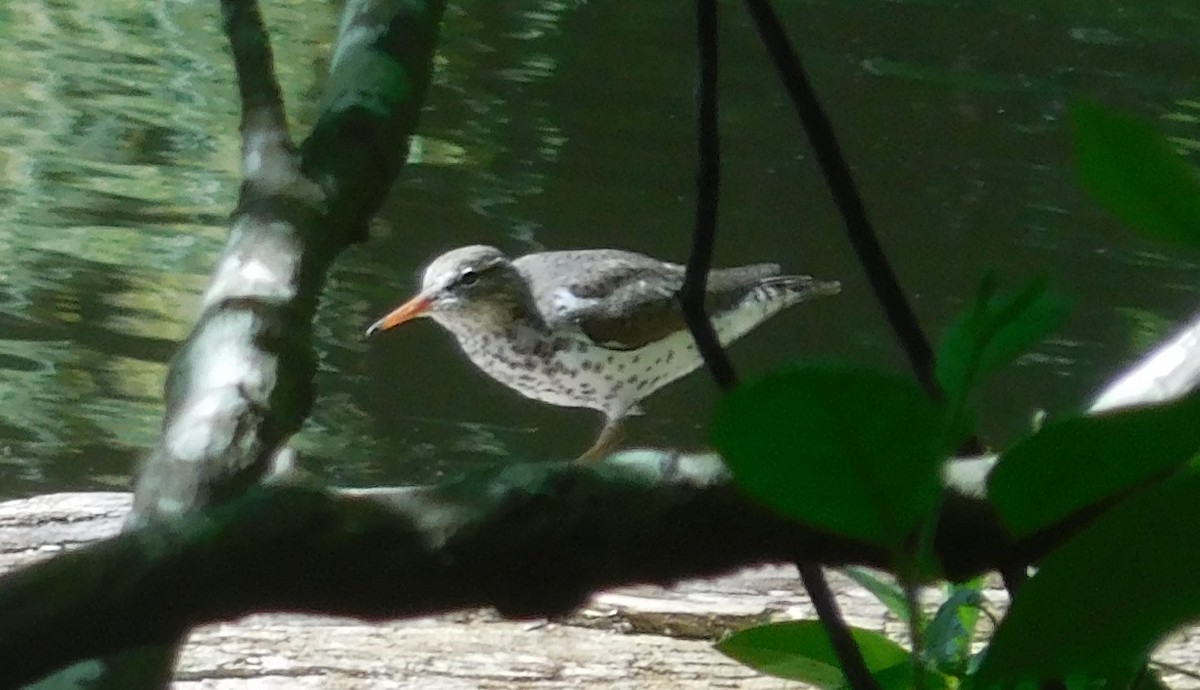 Spotted Sandpiper - ML233036991
