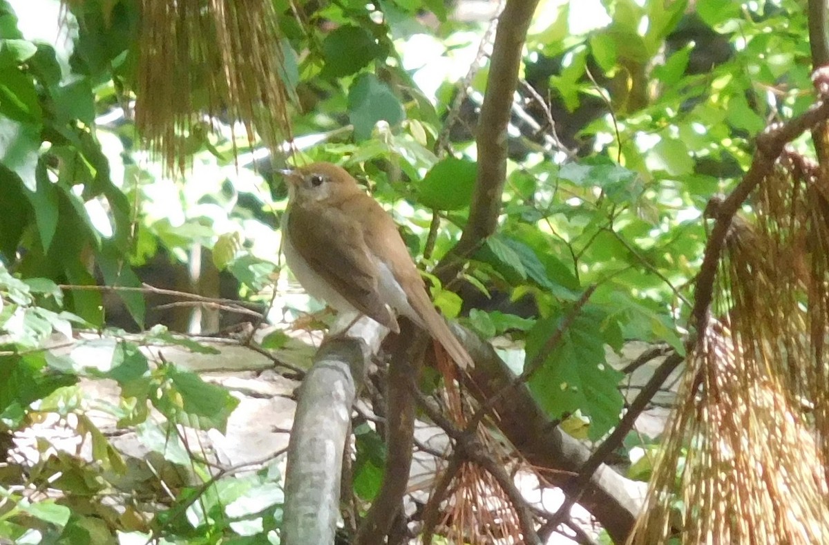 Veery - ML233037111