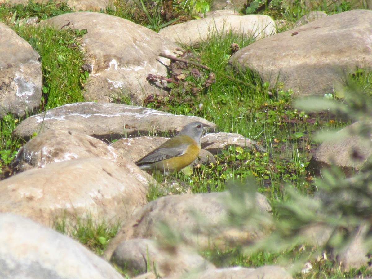 Gray-hooded Sierra Finch - ML233037181