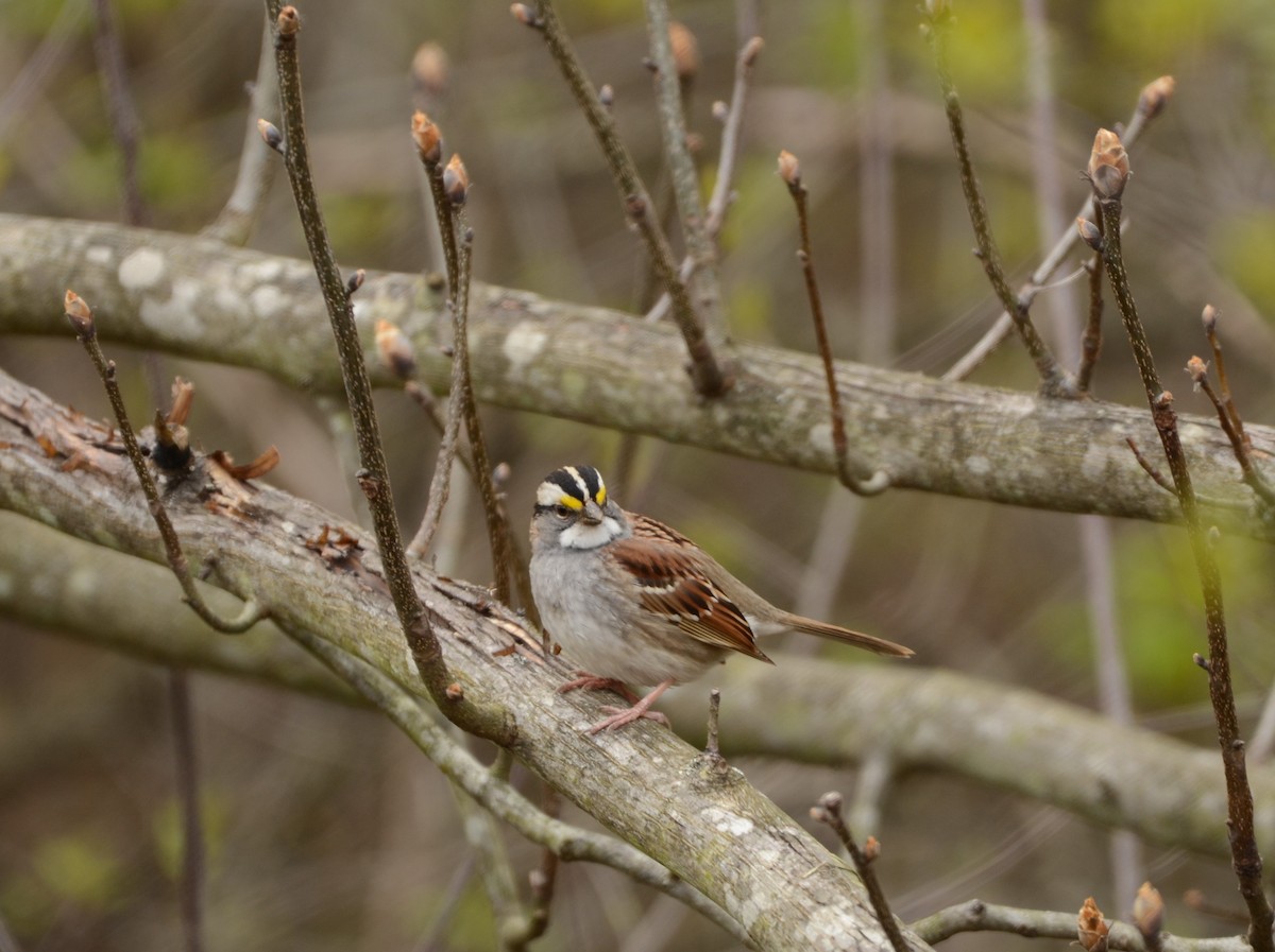 White-throated Sparrow - ML233038341