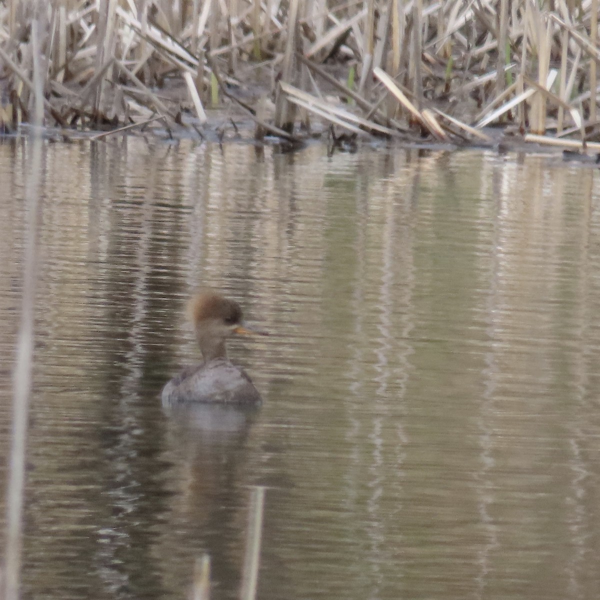 Hooded Merganser - ML233038471