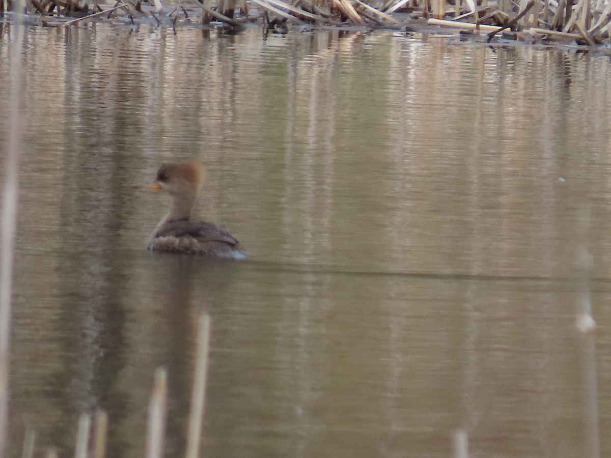 Hooded Merganser - ML233038501