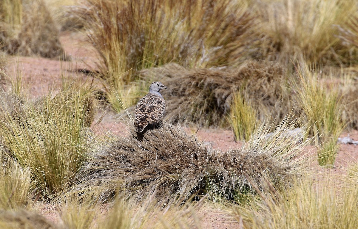 Gray-breasted Seedsnipe - ML233039121