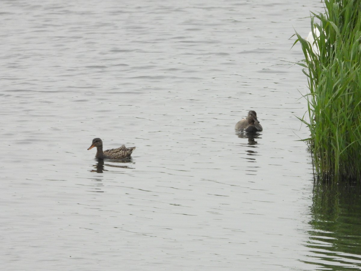 Бор нугас - ML233039261