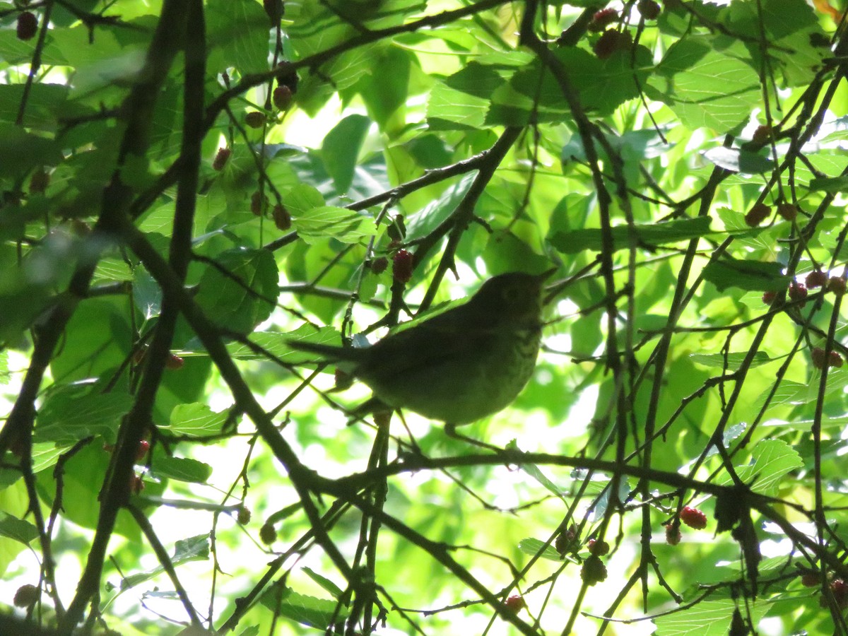 Gray-cheeked Thrush - ML233039281