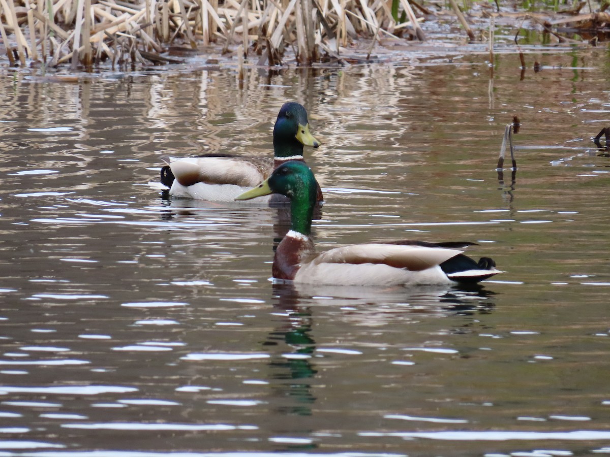 Mallard - ML233039651