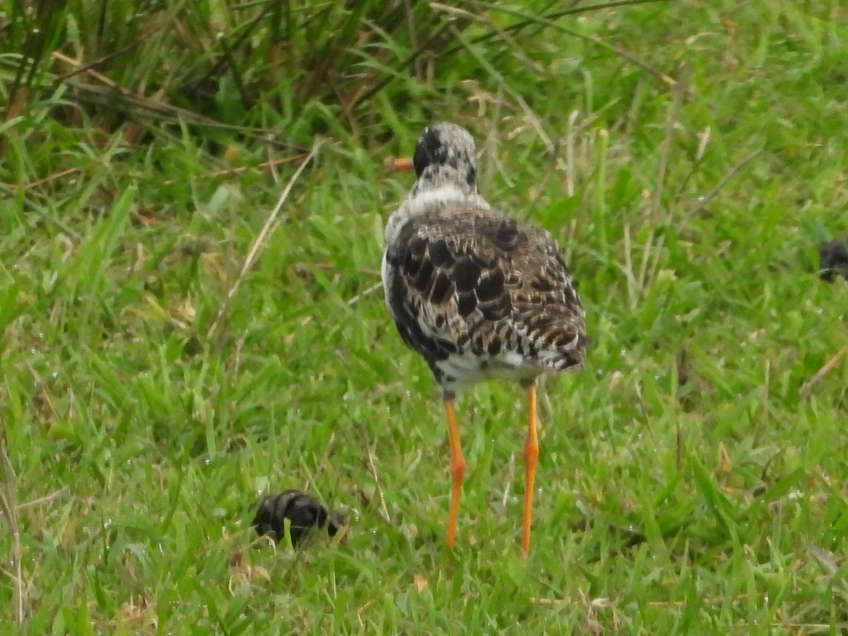 Ruff - Jan Roedolf