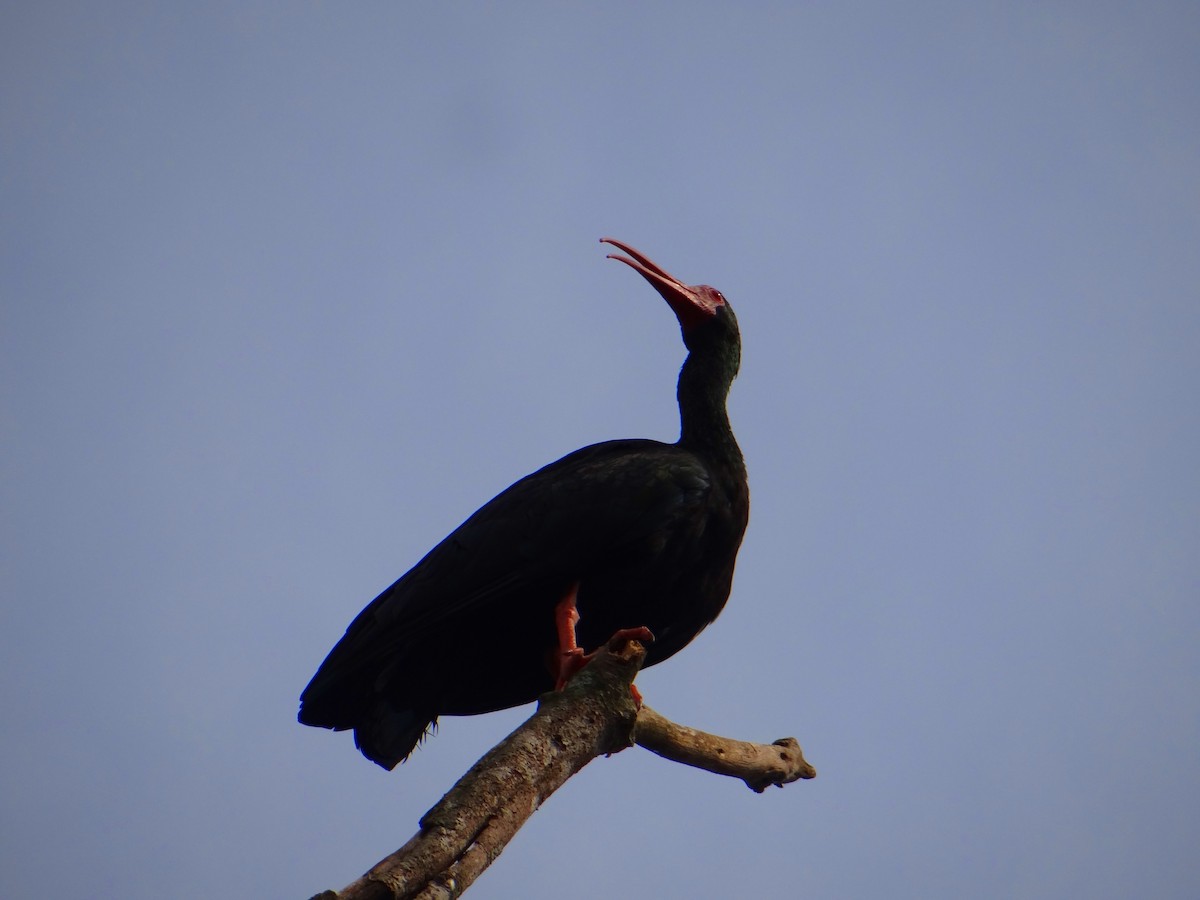 ibis tmavý - ML233041341