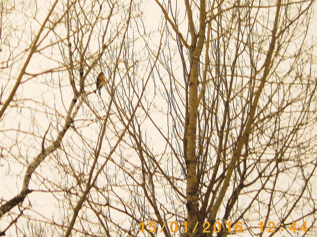 Cooper's Hawk - ML23304141