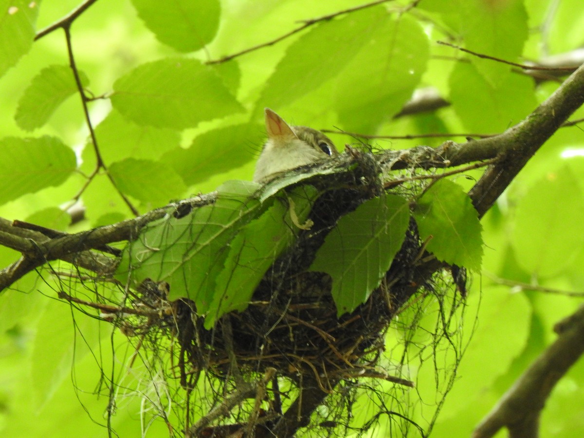 Acadian Flycatcher - ML233041921