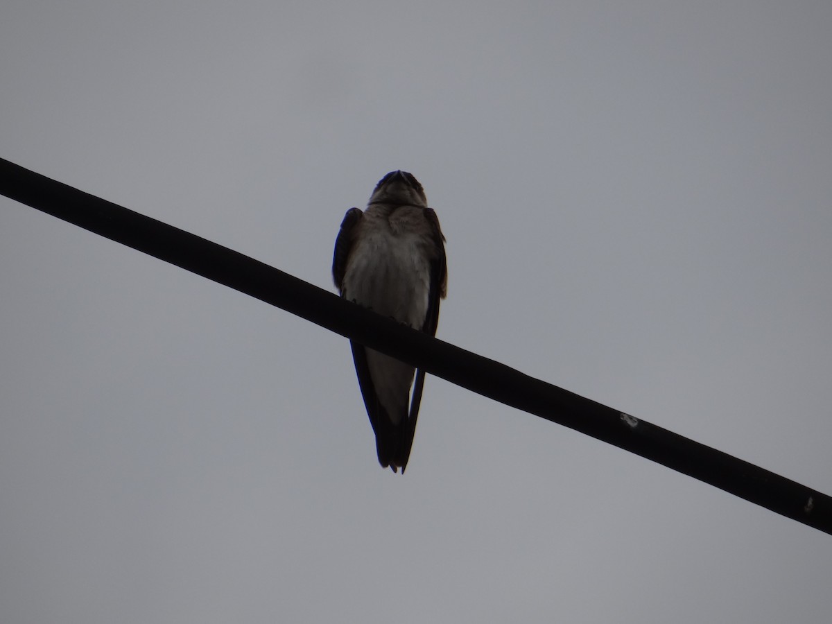 Southern Rough-winged Swallow - ML233041981