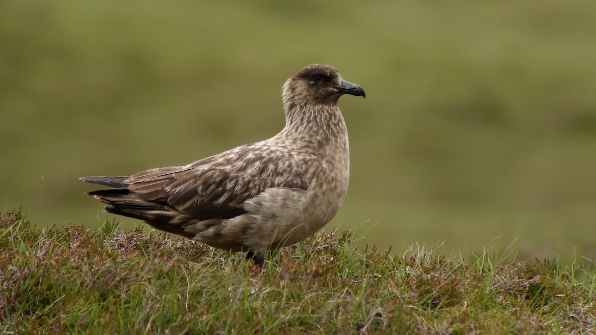 Great Skua - Craig Reed