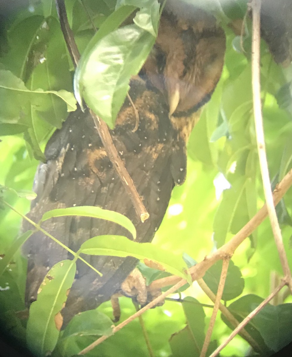 American Barn Owl - ML233042841