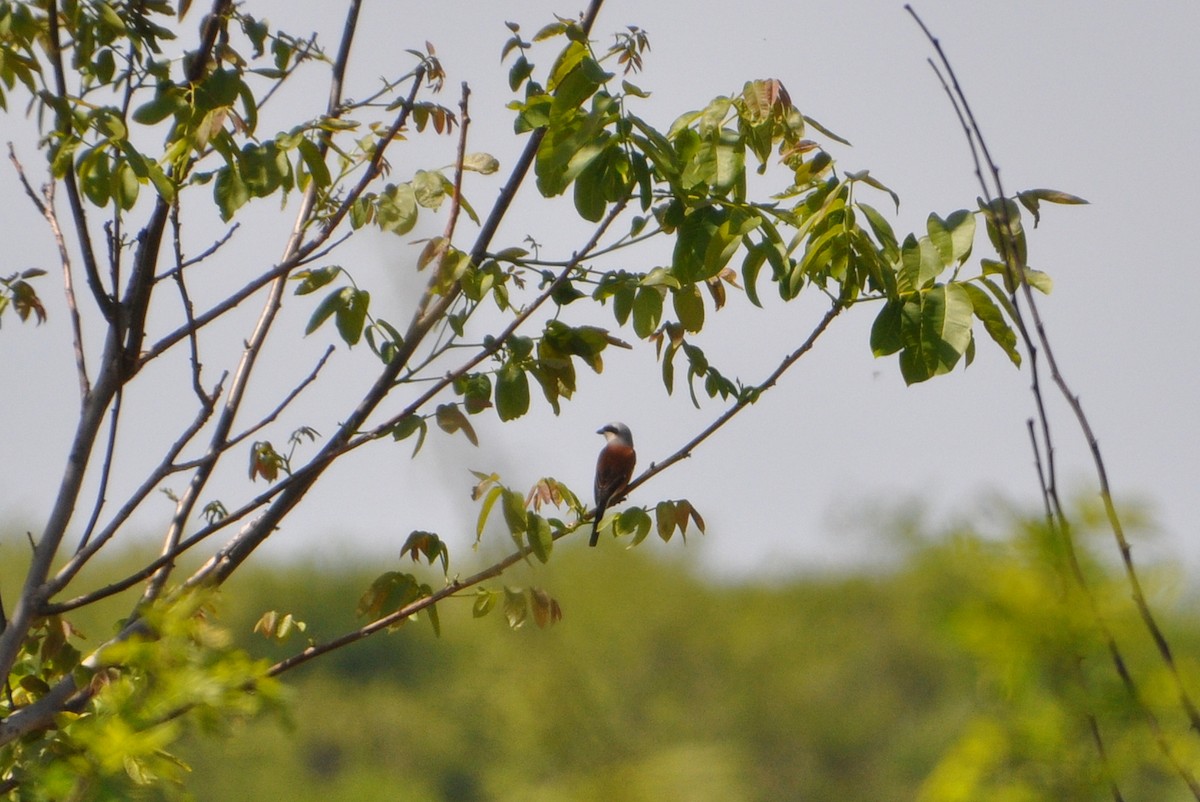 Улбар нуруут дунхай - ML233043311