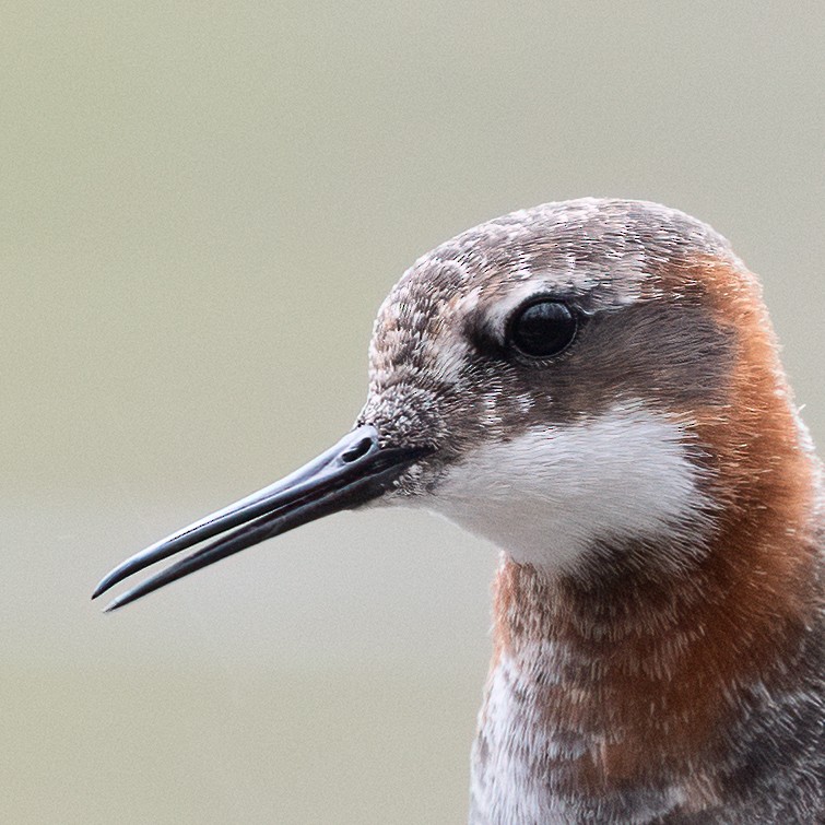 Red-necked Phalarope - ML233043391