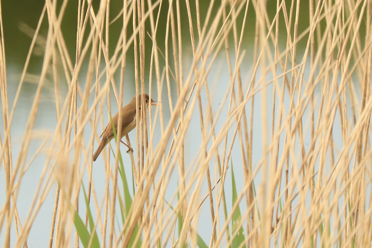 Common Reed Warbler - ML233043791