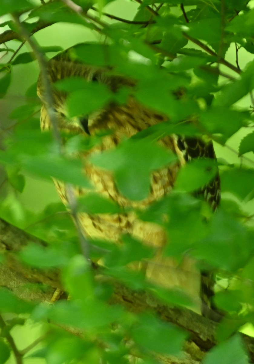 Red-shouldered Hawk - ML233043821