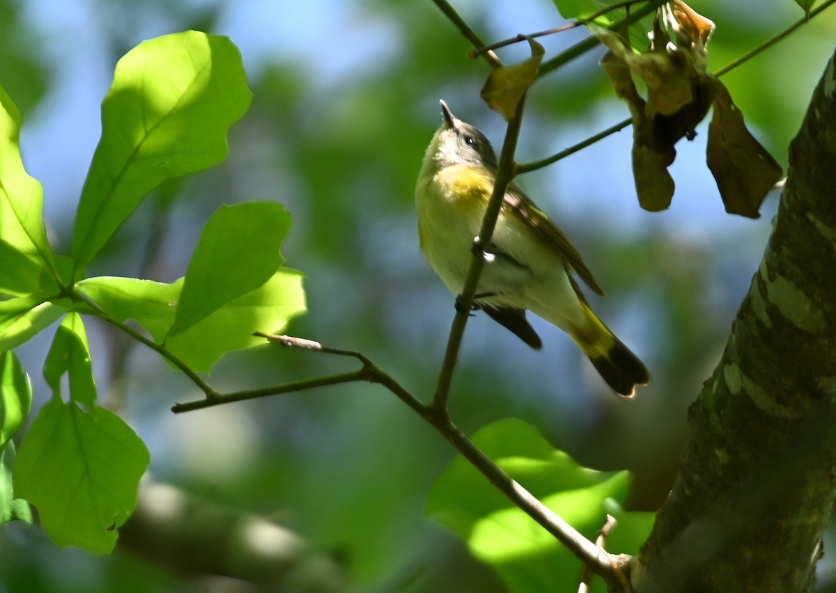 American Redstart - ML233044171