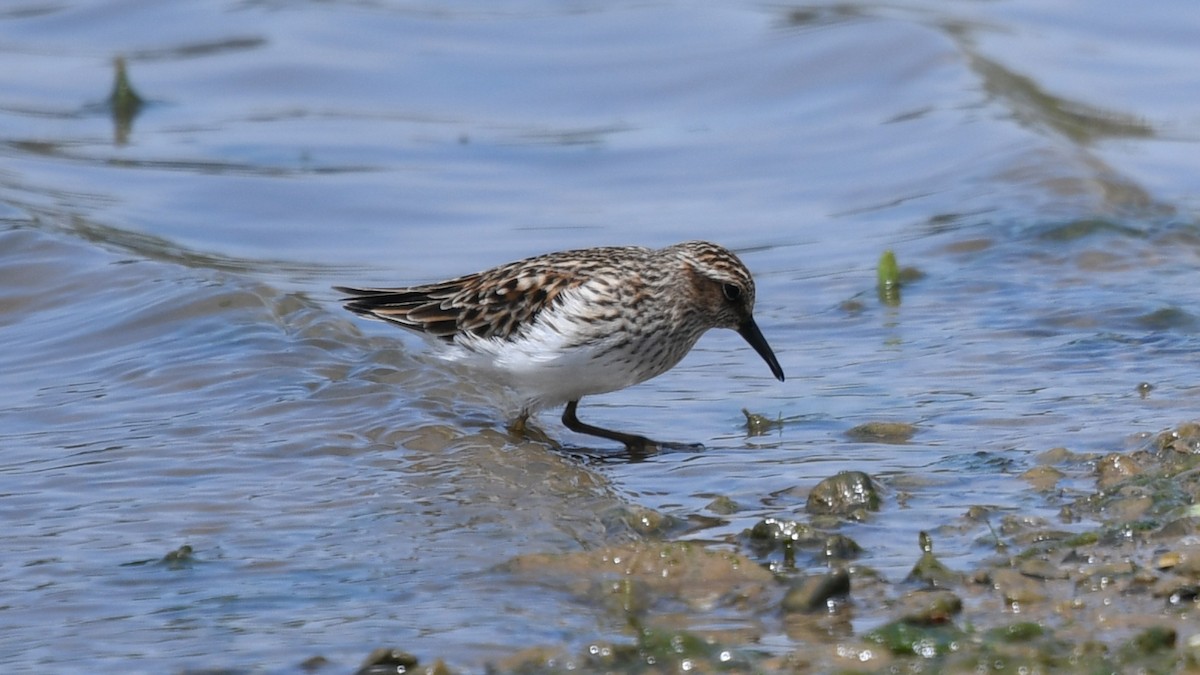 Least Sandpiper - ML233044441