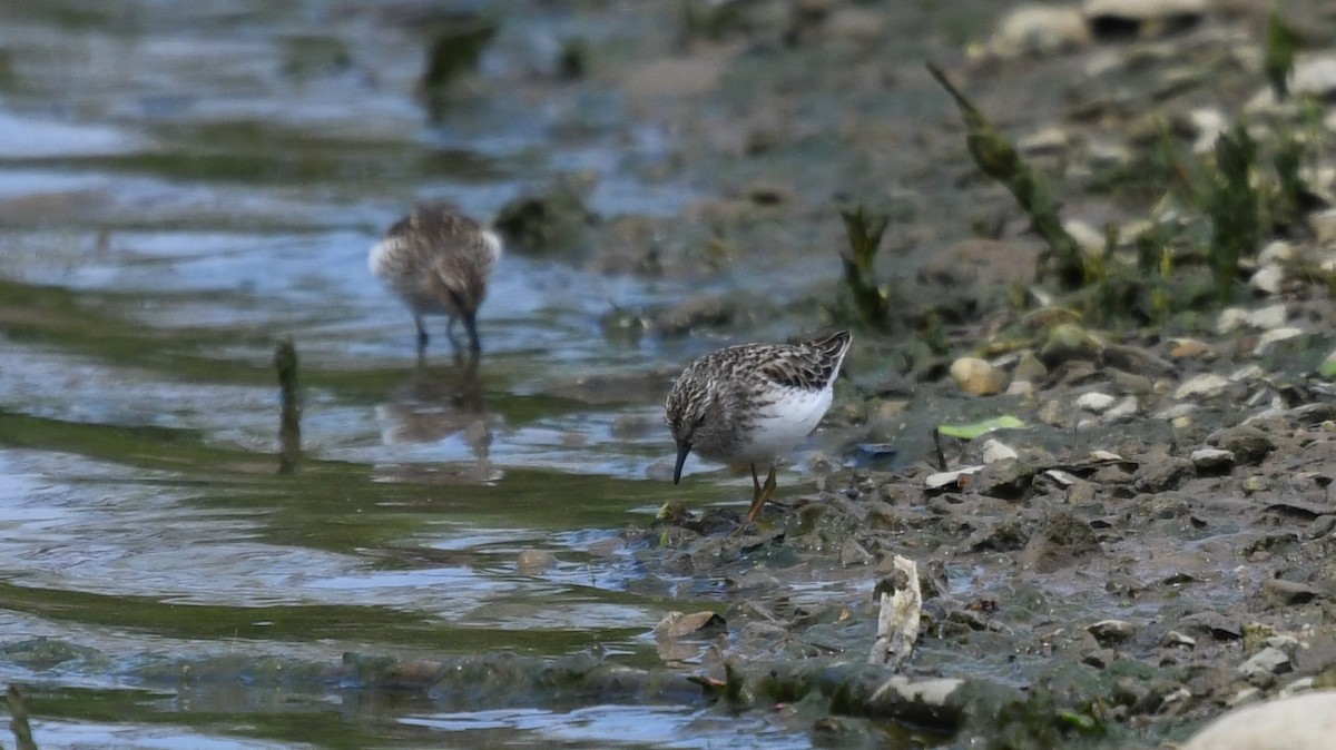 Least Sandpiper - ML233044491