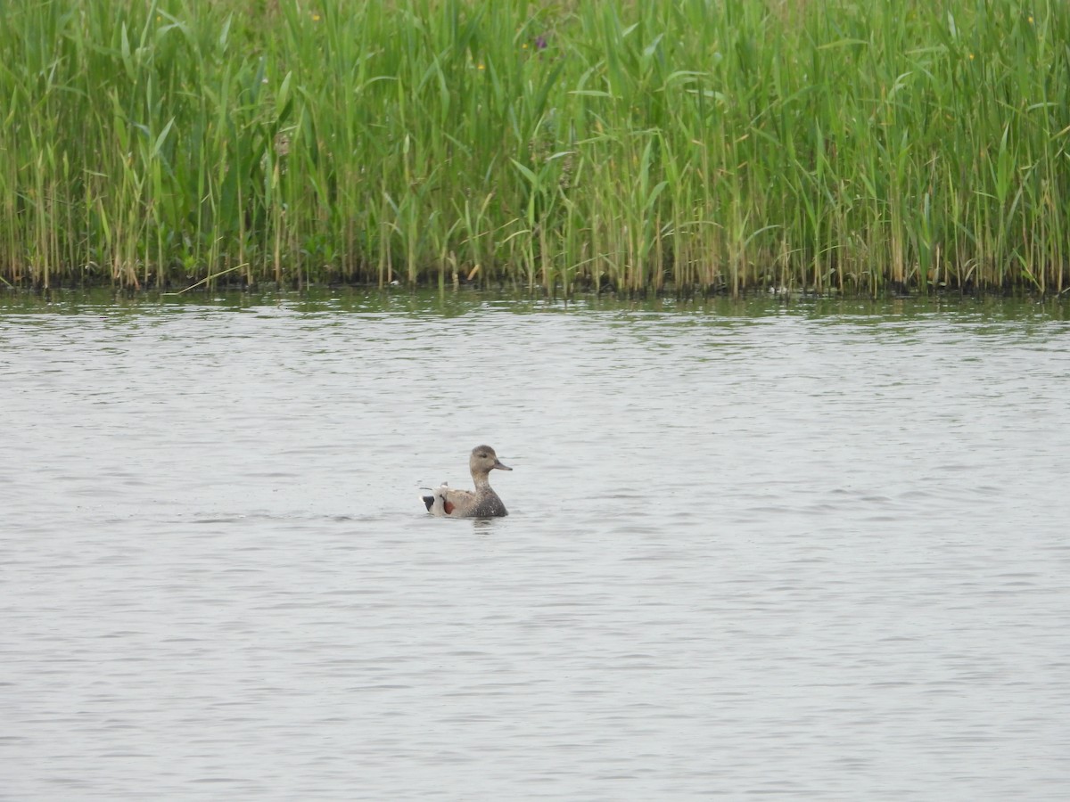 Бор нугас - ML233044751