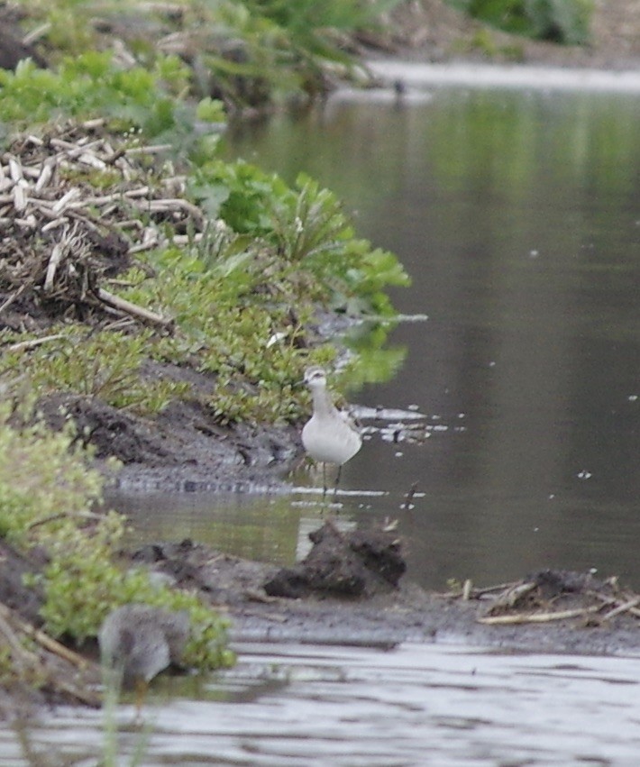 Wilson's Phalarope - ML233044841