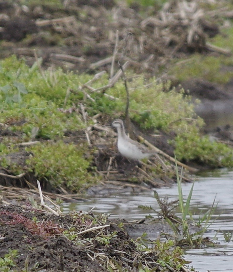 Wilson's Phalarope - ML233044861