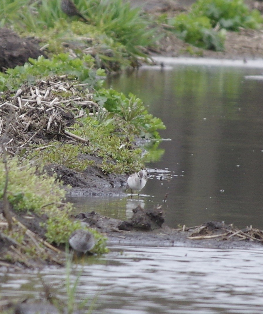 Wilson's Phalarope - ML233044871