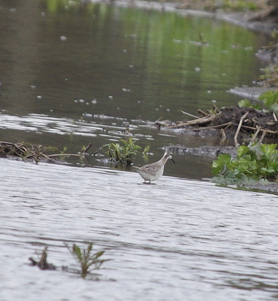 Wilson's Phalarope - ML233044881