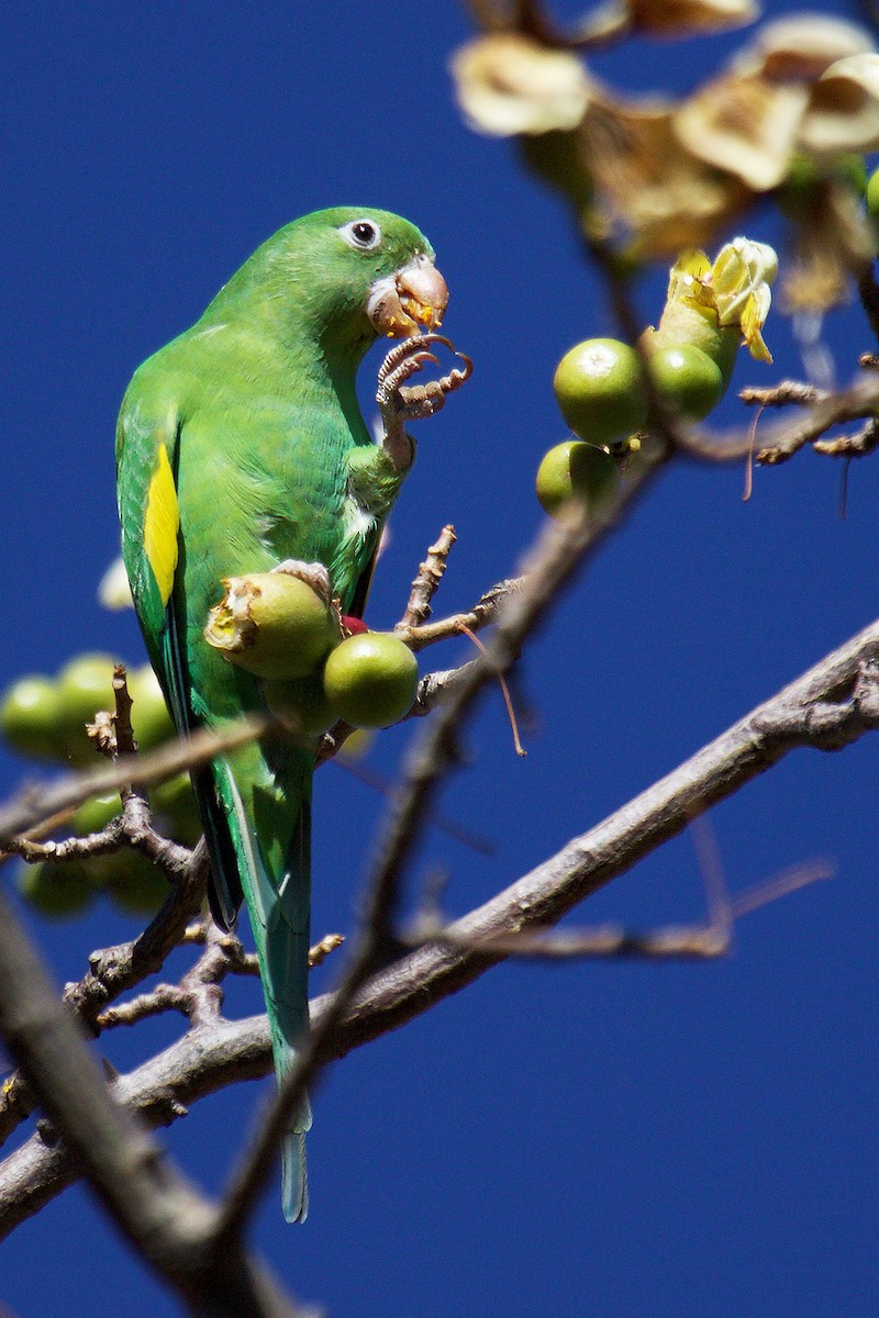 Yellow-chevroned Parakeet - Ruth Marquez Flores