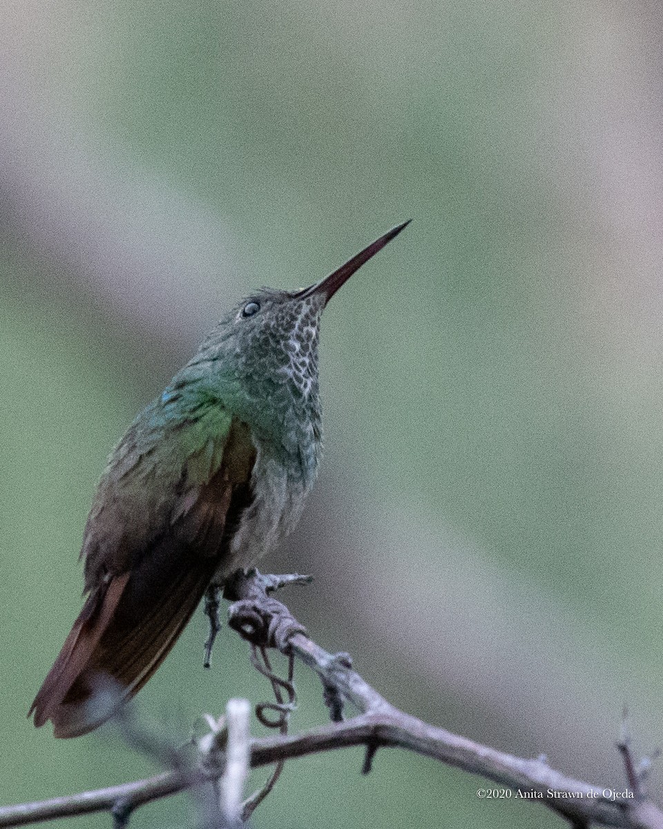 kolibřík mexický - ML233045581