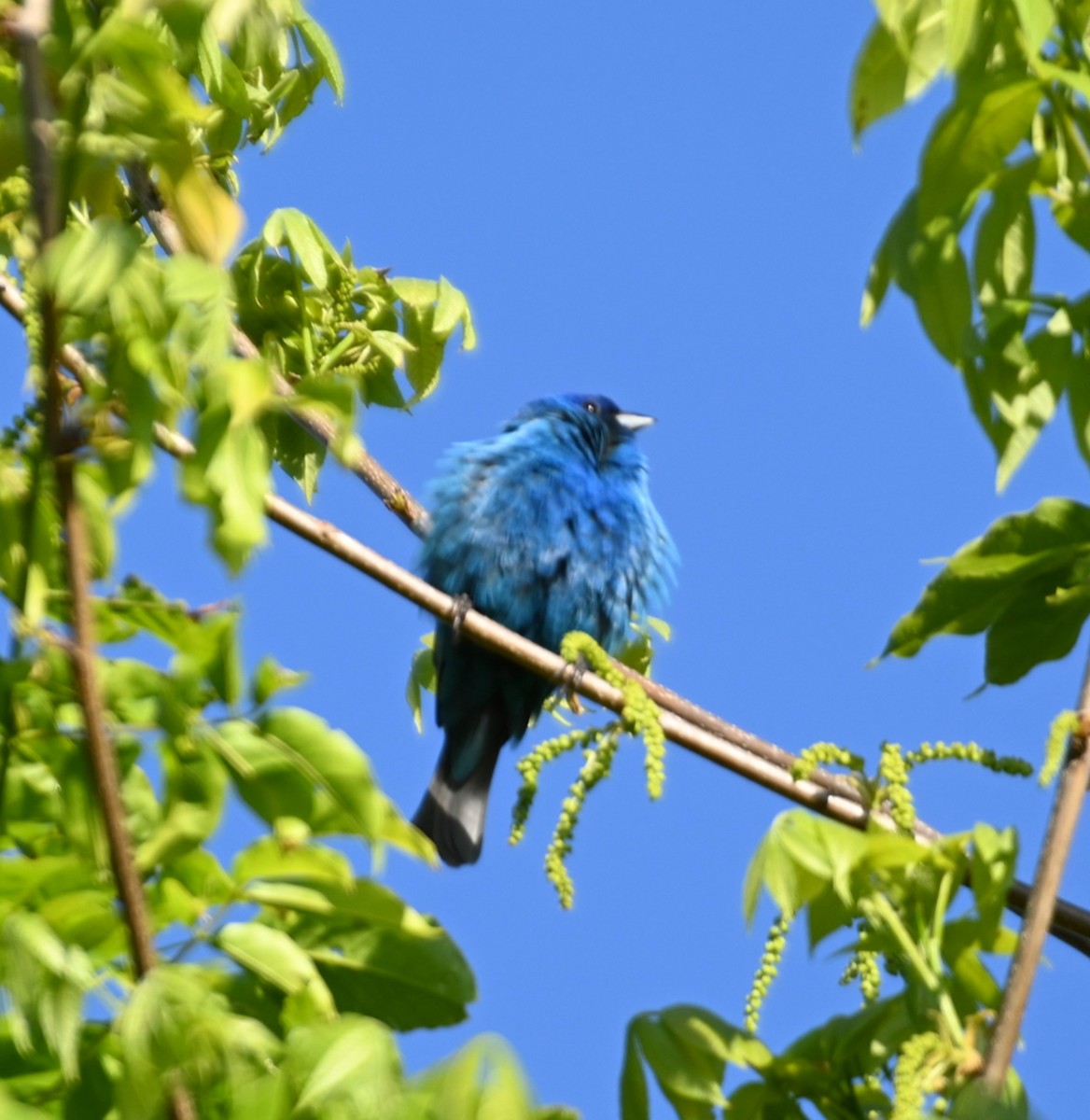 Indigo Bunting - ML233045791