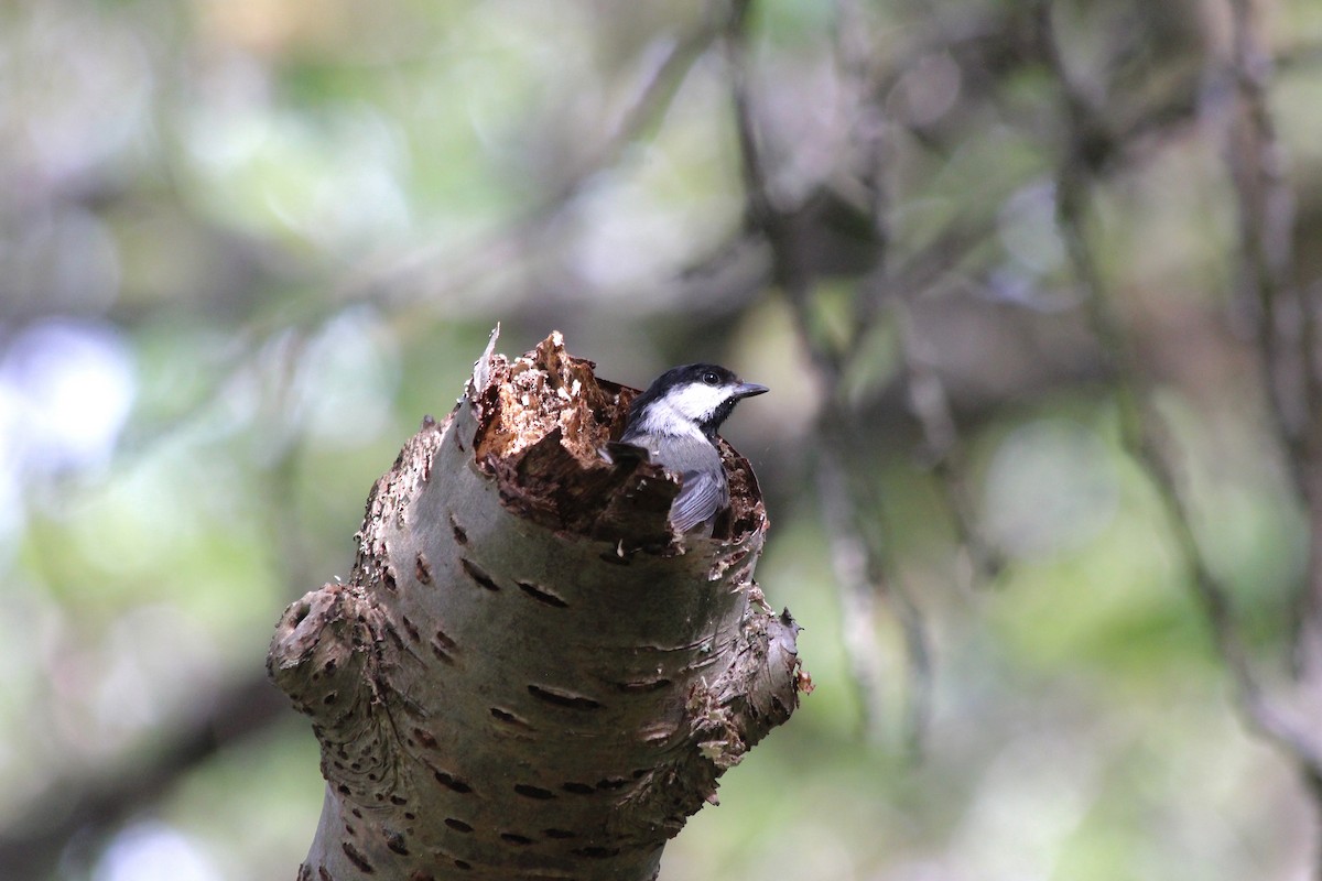 Black-capped Chickadee - Jim Palmer