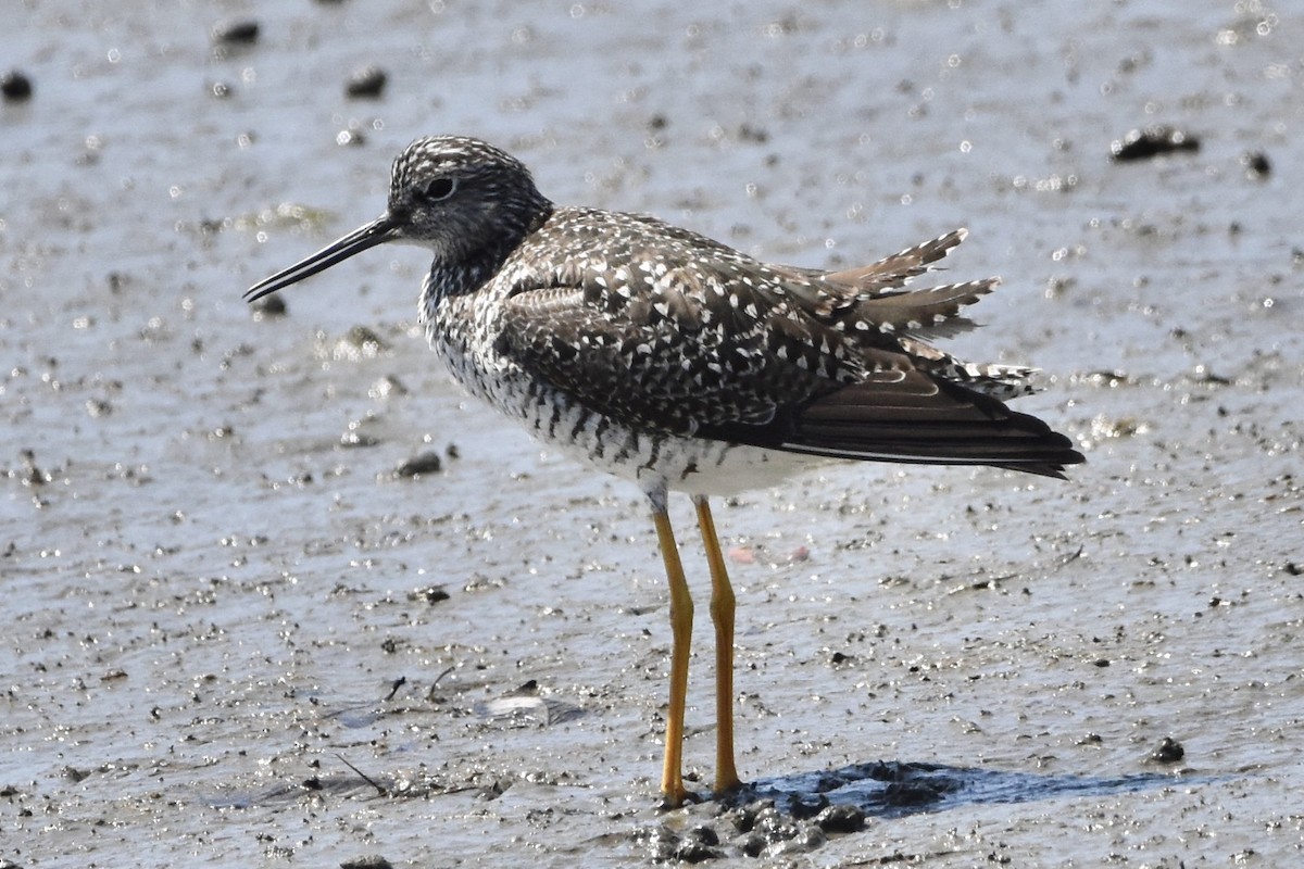 Lesser Yellowlegs - ML233045901