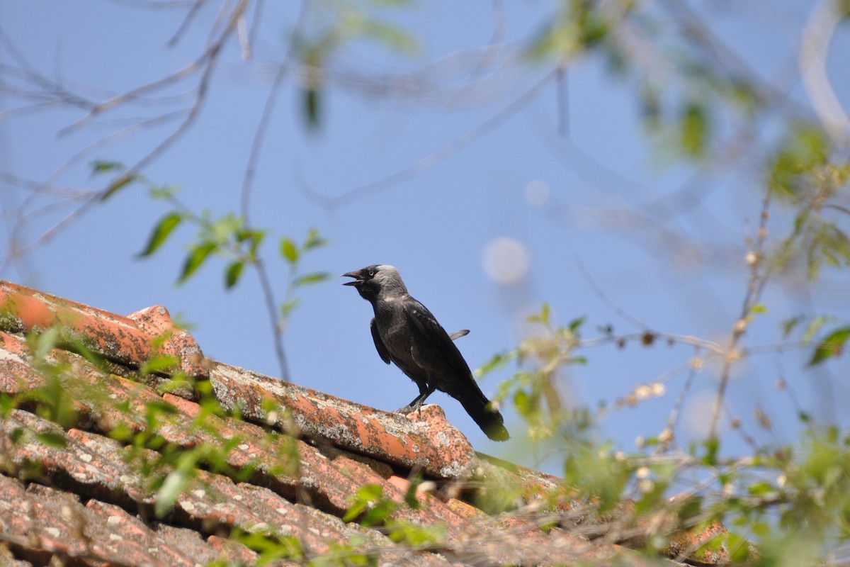 Харлаг хэрээ - ML233046181