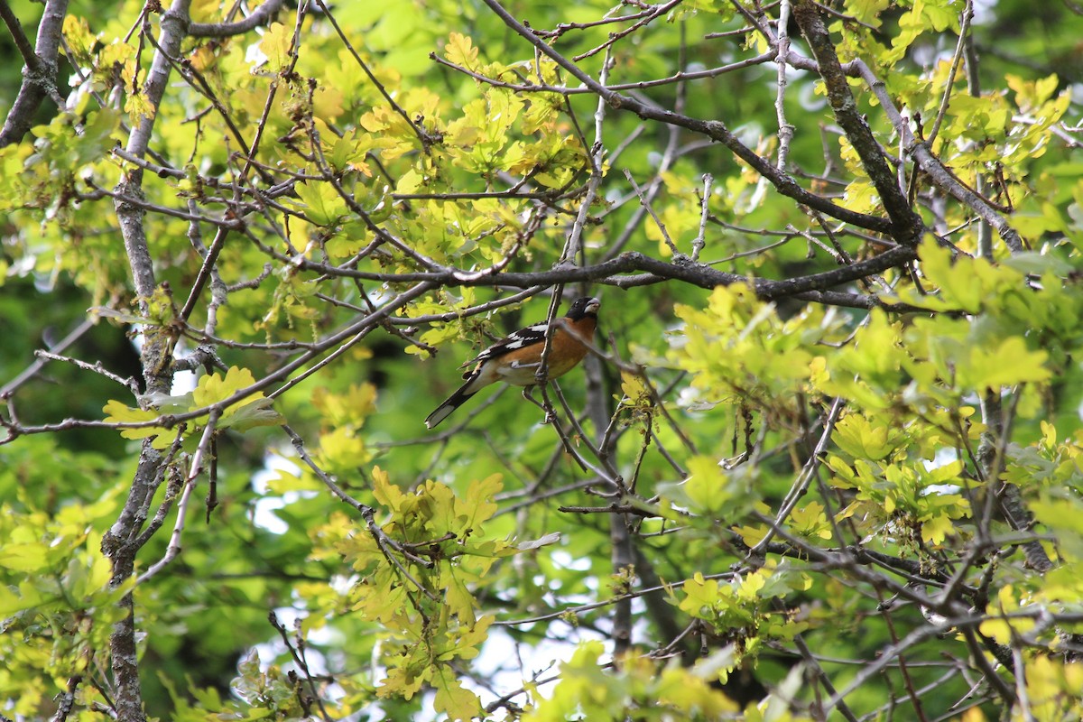 Black-headed Grosbeak - ML233046201