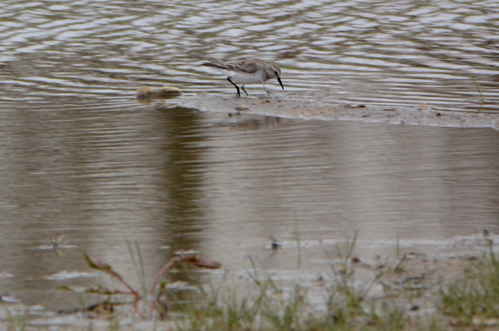 White-rumped Sandpiper - ML233046411