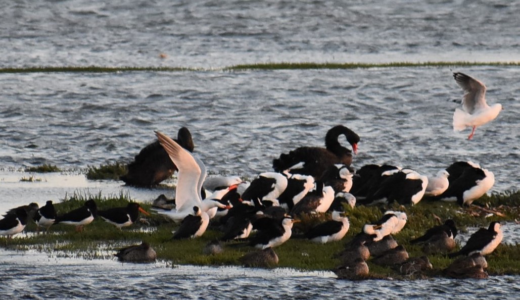 Caspian Tern - ML233046471