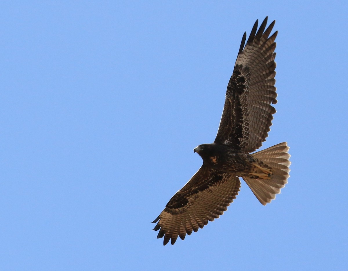 White-tailed Hawk - Carlos Siegert