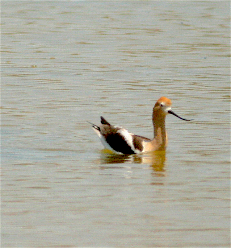 Чоботар американський - ML233046621