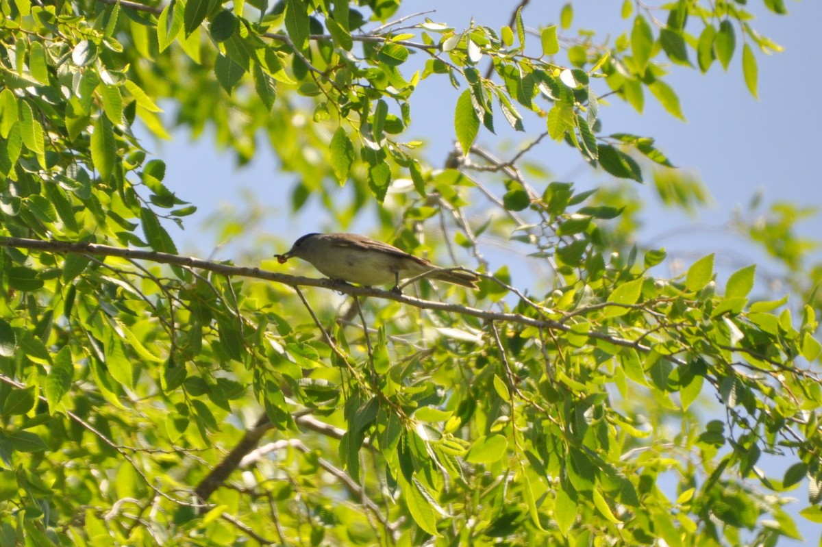 Халимагт зэржгэнэ - ML233046881