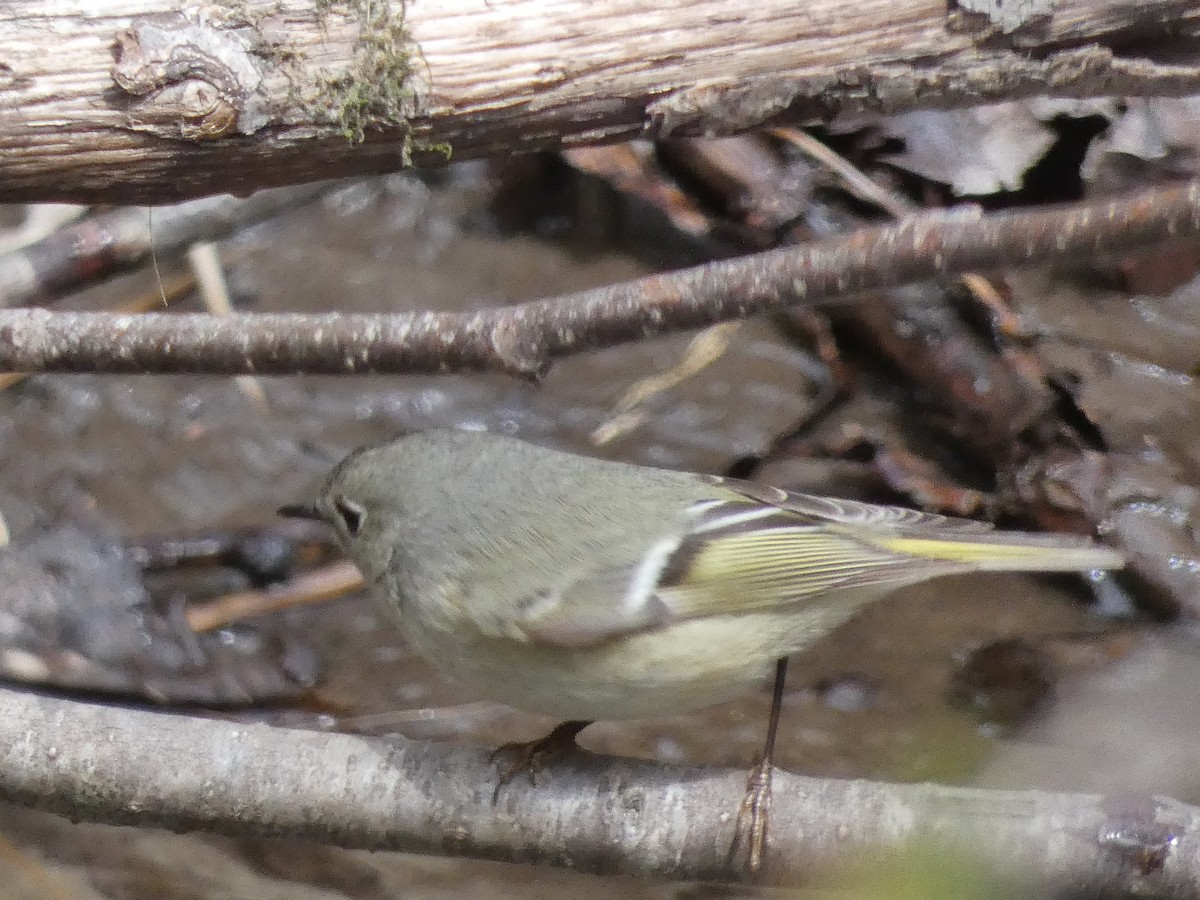 Ruby-crowned Kinglet - Lucie Roy27
