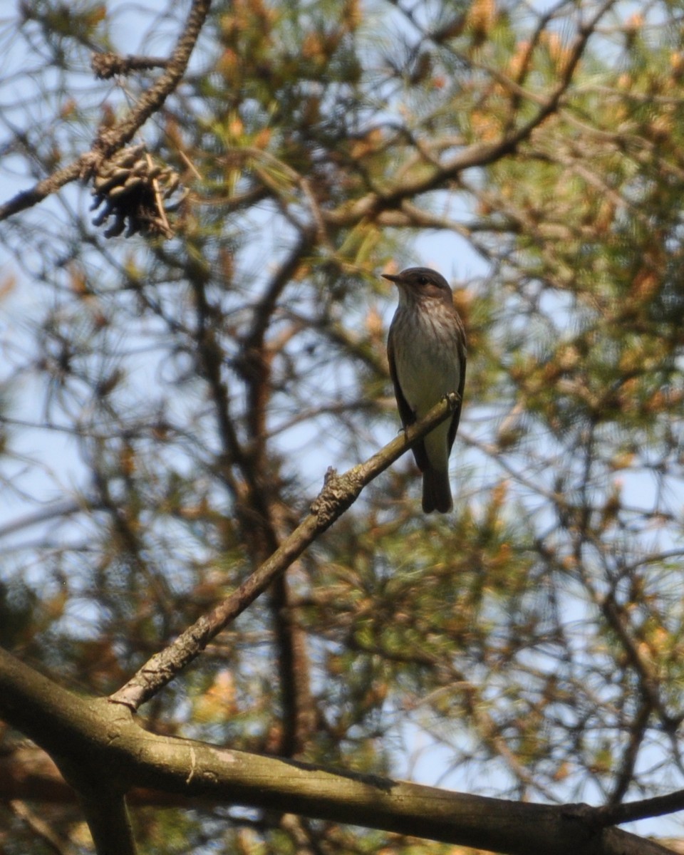 Бөртөт намнаахай - ML233047071