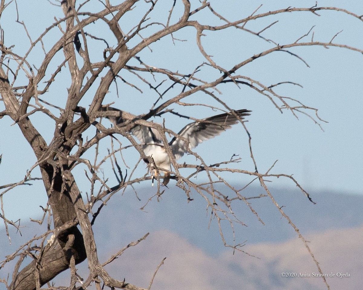 White-tailed Kite - ML233047241