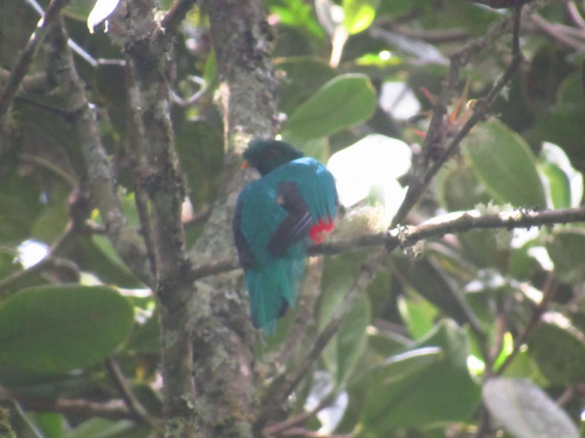 Crested Quetzal - ML233047291