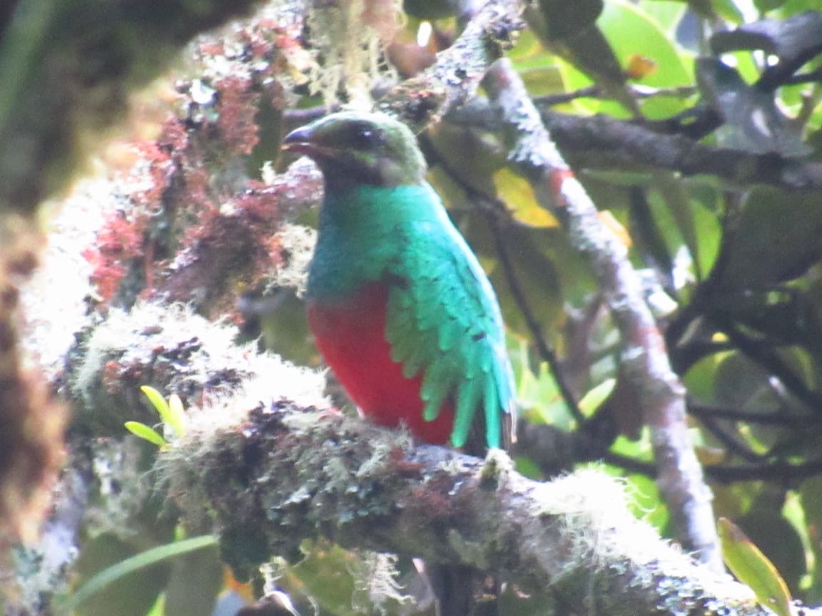 Crested Quetzal - ML233047301